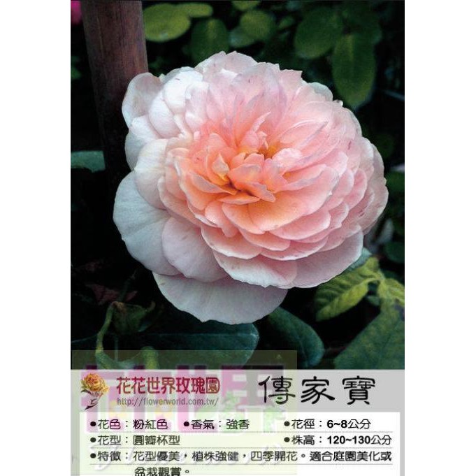 花花世界_玫瑰苗--傳家寶，Heritage--豐花 強香 /3.5吋黑軟盆/高10~25公分/MA