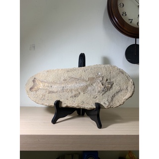 巴西魚化石（不含座）