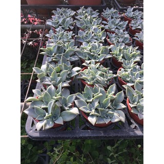 一禪種苗園 可食用多肉植物 3吋盆 Beecost