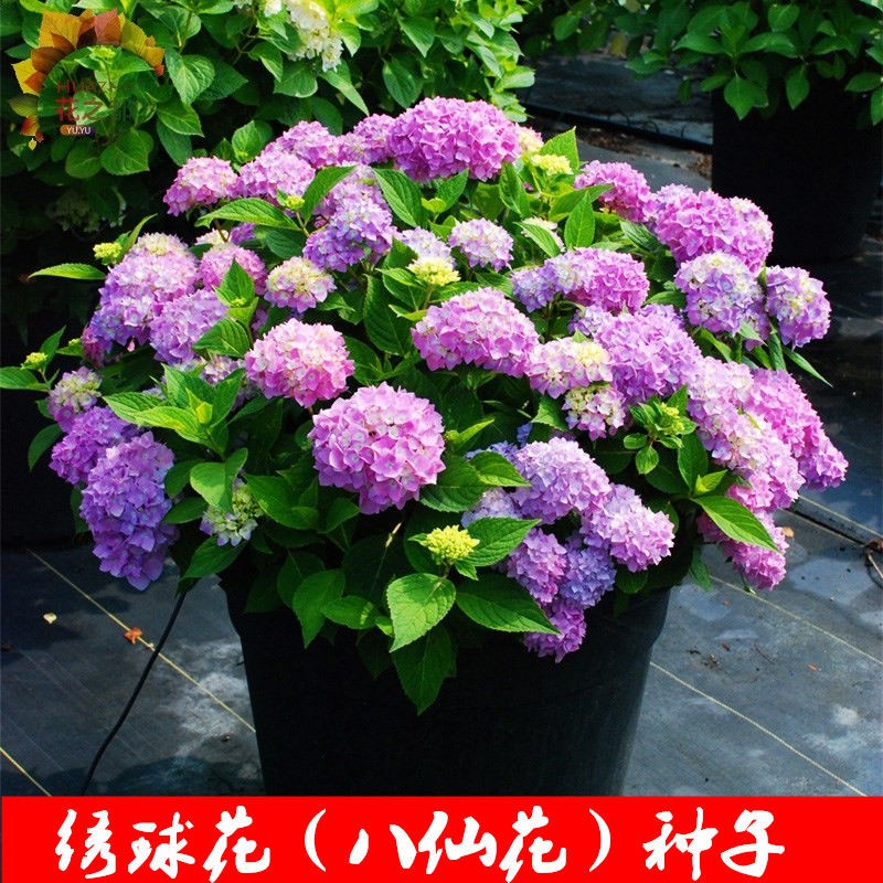 秋 夏季可種植 繡球花種子易活盆栽花草植物適合秋冬天種的花種籽子室內四季開花 改良款 蝦皮購物