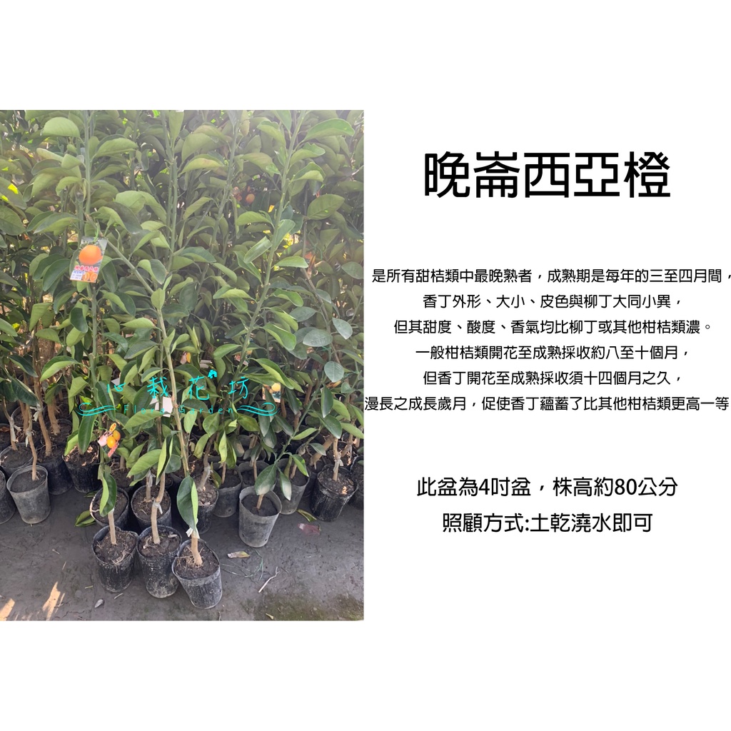 晚崙西亞橙的價格推薦 22年10月 比價比個夠biggo