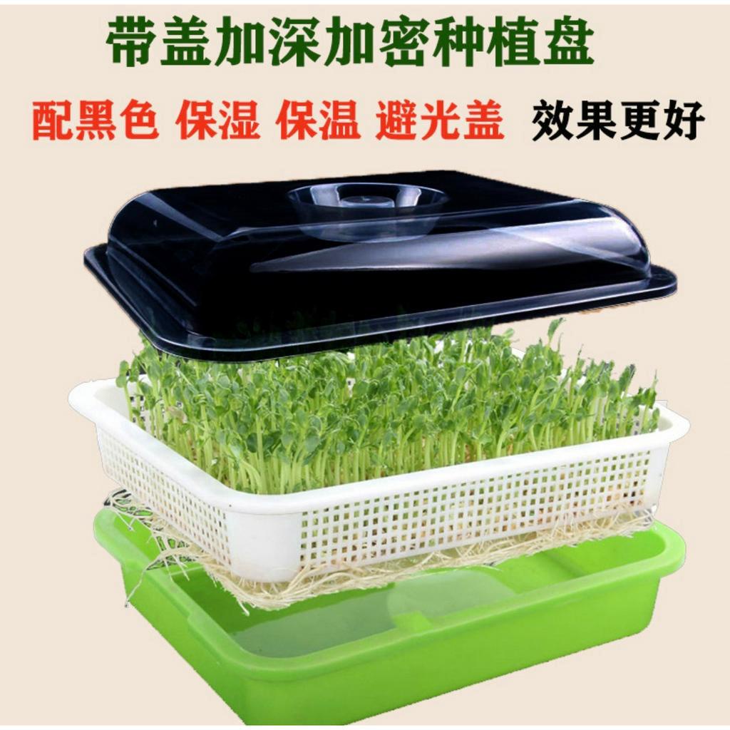 【家庭種菜系列現貨送種子】黑色蓋子遮光保濕豆芽盤 小麥草 加深水盤 水耕苜蓿芽 黃豆 綠豆 紅豆 園藝陽台種菜