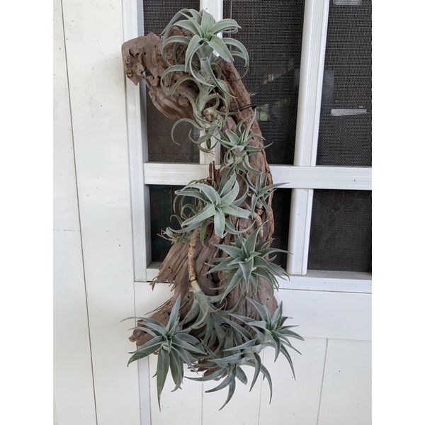 空氣鳳梨Tillandsia 赤兔