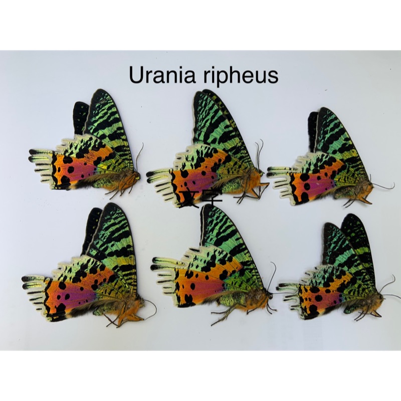 Urania ripheus 日落蛾 乾燥標本