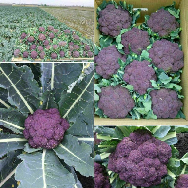 紫色花椰菜 優惠推薦 21年12月 蝦皮購物台灣