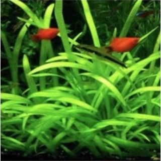 台灣 超高發芽率 水草種子植物魚缸水槽種籽速成水草種子造景水草種子爬地矮大對葉小對葉碗蓮牛毛草迷你矮水草種子
