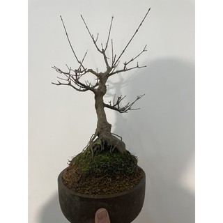 台中瘋小品 小品盆栽 日本唐楓 01 特價 蝦皮購物