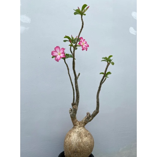 &lt;&lt;塊藝人生&gt;&gt; Adenium Obesum Kenya 肯亞沙漠玫瑰 種子