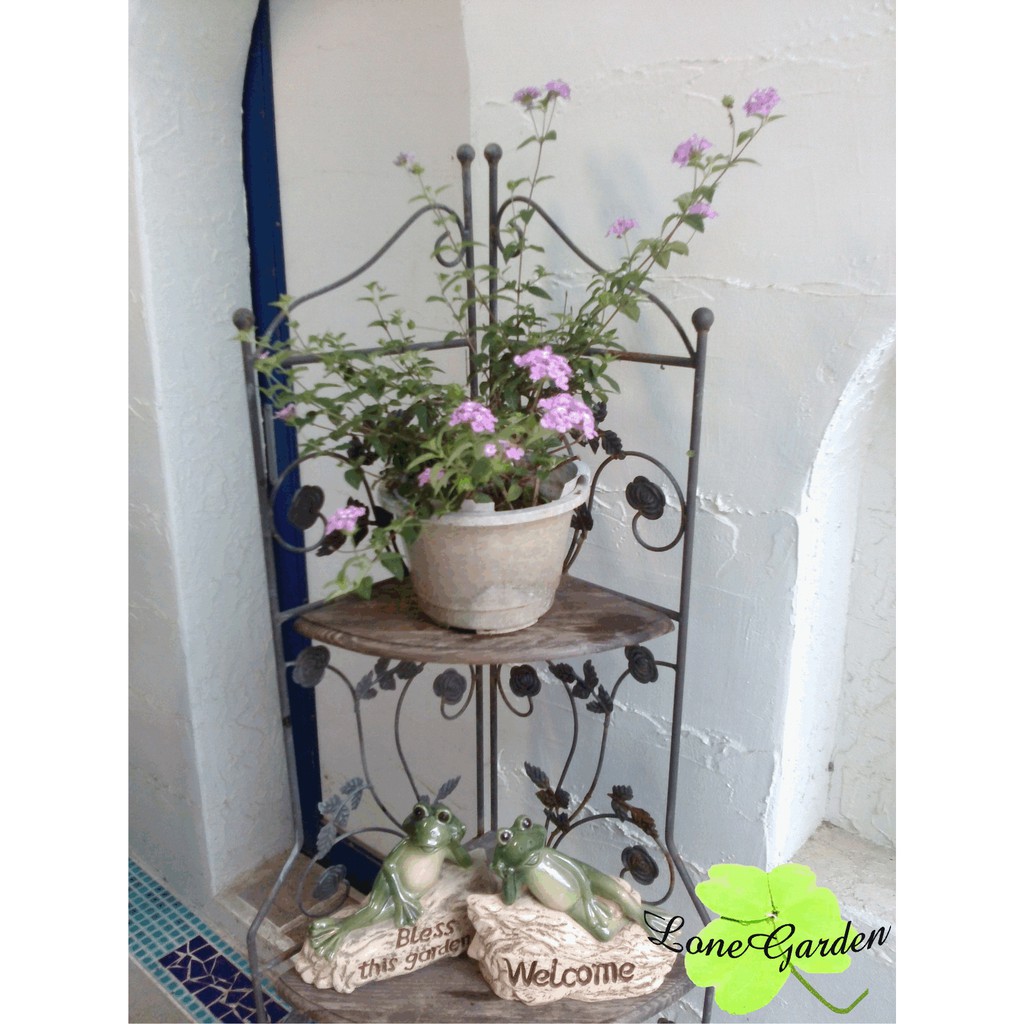 長榮 蔓性馬纓丹 3 5寸浪漫紫花馬櫻丹花色多終年開花草花蜜源懸垂植物常綠植物 蝦皮購物