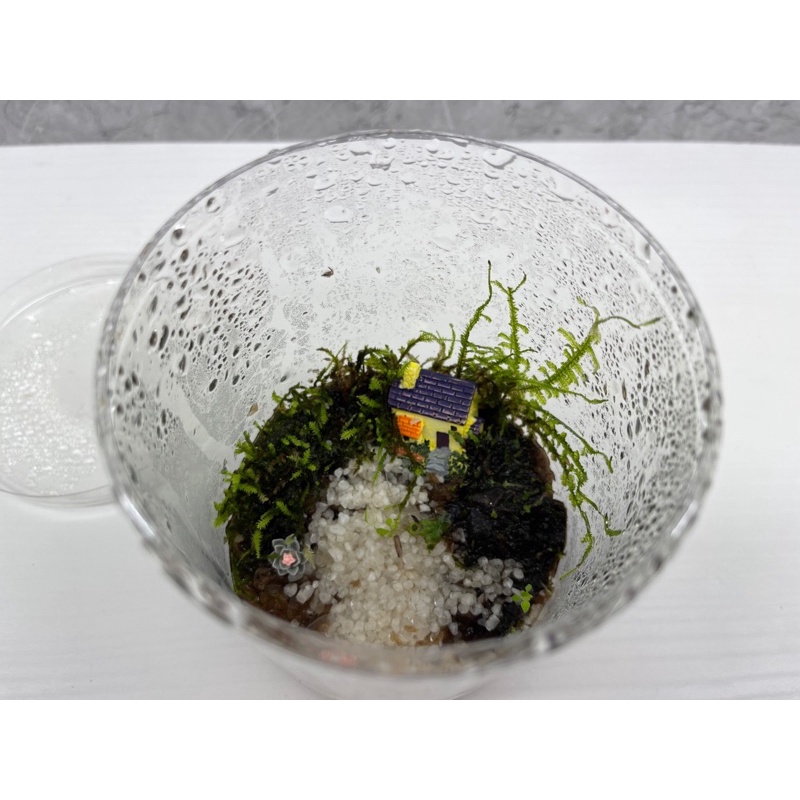 生態球 生態箱 愛苔 苔蘚植物盒