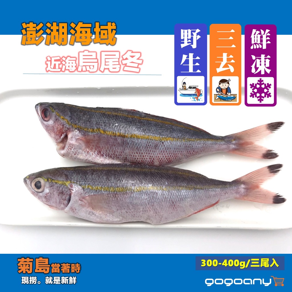 禾契鮮食 澎湖野生烏尾冬 3尾入 蝦皮購物