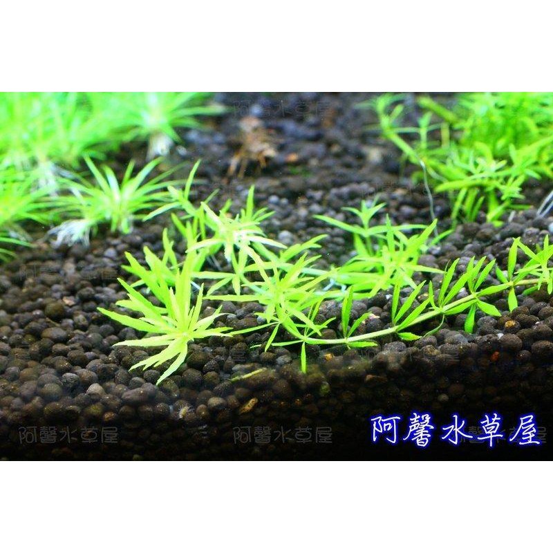 阿馨水草屋 水草造景 趴地三角葉 10株50 水上葉狀態水族景觀設計造景裝飾水族箱真的水草缸專賣店 蝦皮購物