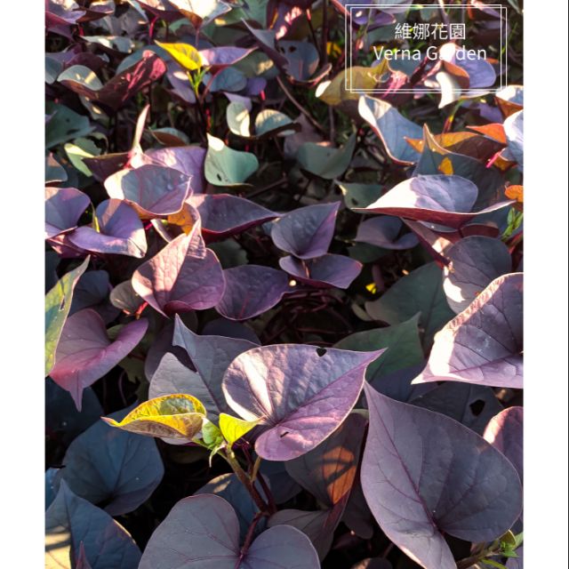紅紫色地瓜葉 扦插枝條6支30元 維娜花園 蝦皮購物