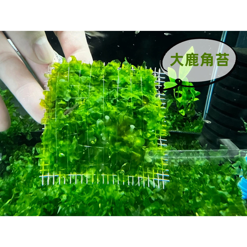 鹿角苔水中葉的價格推薦 22年10月 比價比個夠biggo