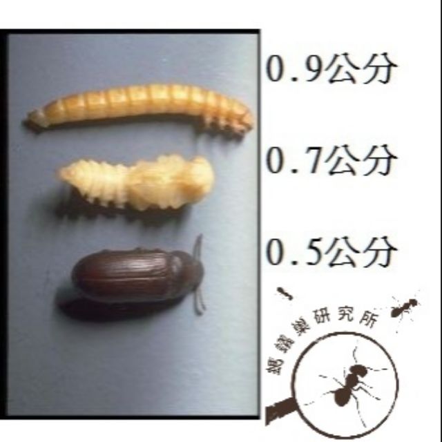 【螞蟻巢研究所】黃迷繁殖組、迷麵、迷你麵包蟲模型 不敢喂櫻桃紅蟑的選擇 不吵不臭不需特別飼養 麥片鋪底源源不絕，黃迷