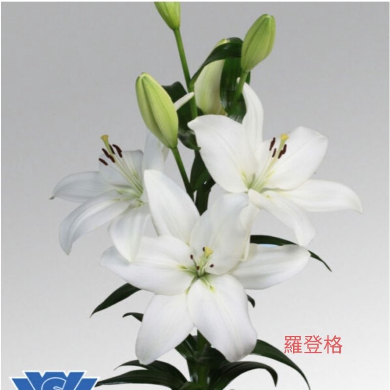 百合球根 Ptt Dcard討論與高評價網拍商品 21年11月 飛比價格