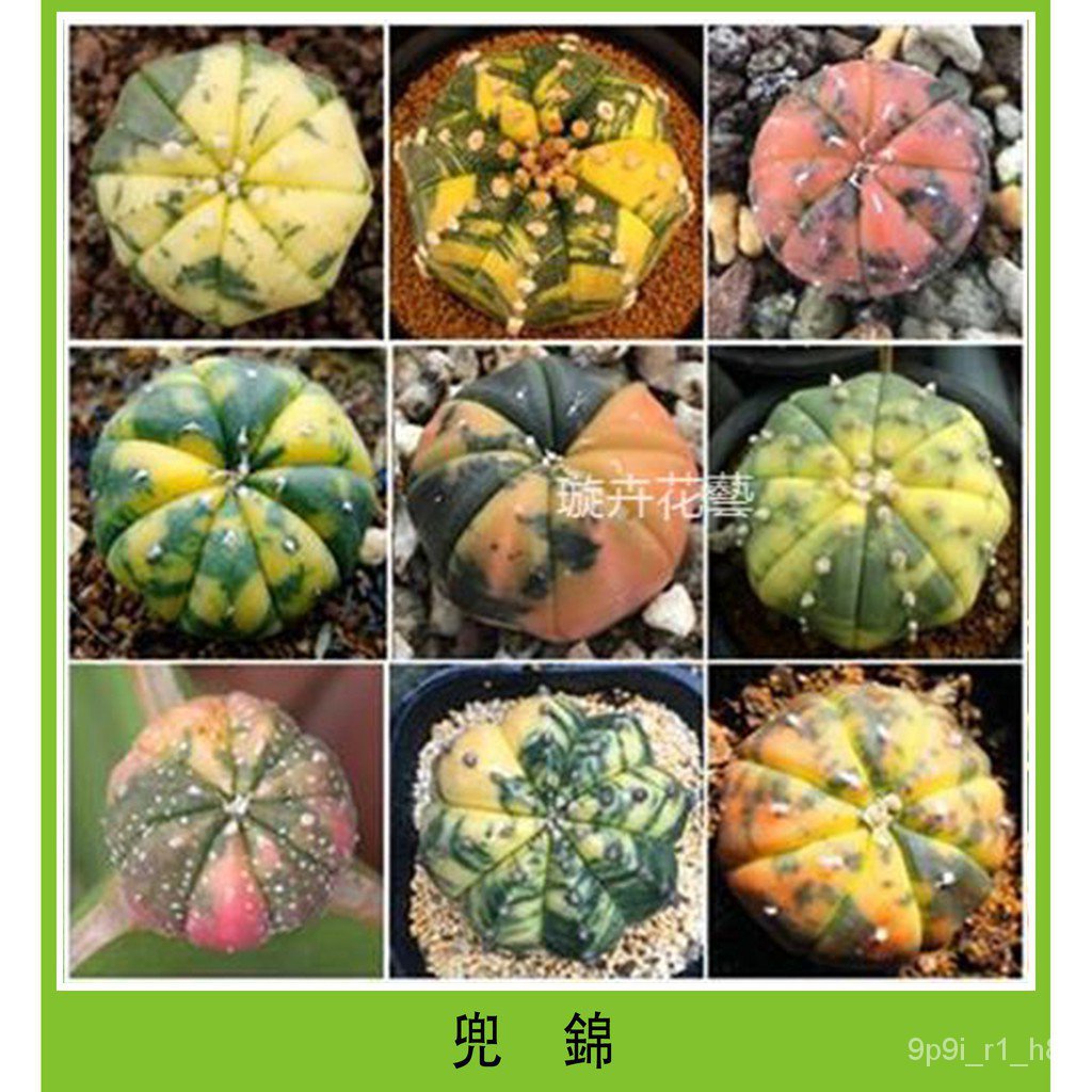 仙人掌兜種子 推薦商品與價格優惠 2021年12月 飛比價格