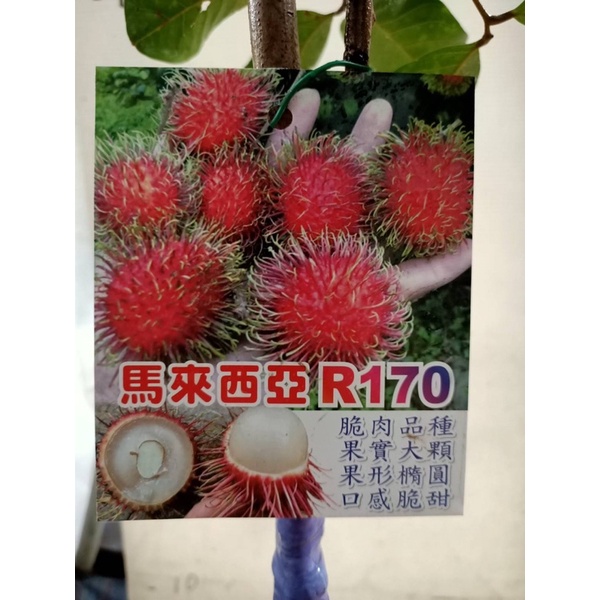 ★綠霖園藝★R170 紅毛丹靠接苗高度約70公分 觀賞植物/水果樹苗/新興果樹/果苗/嫁接/植物/盆栽