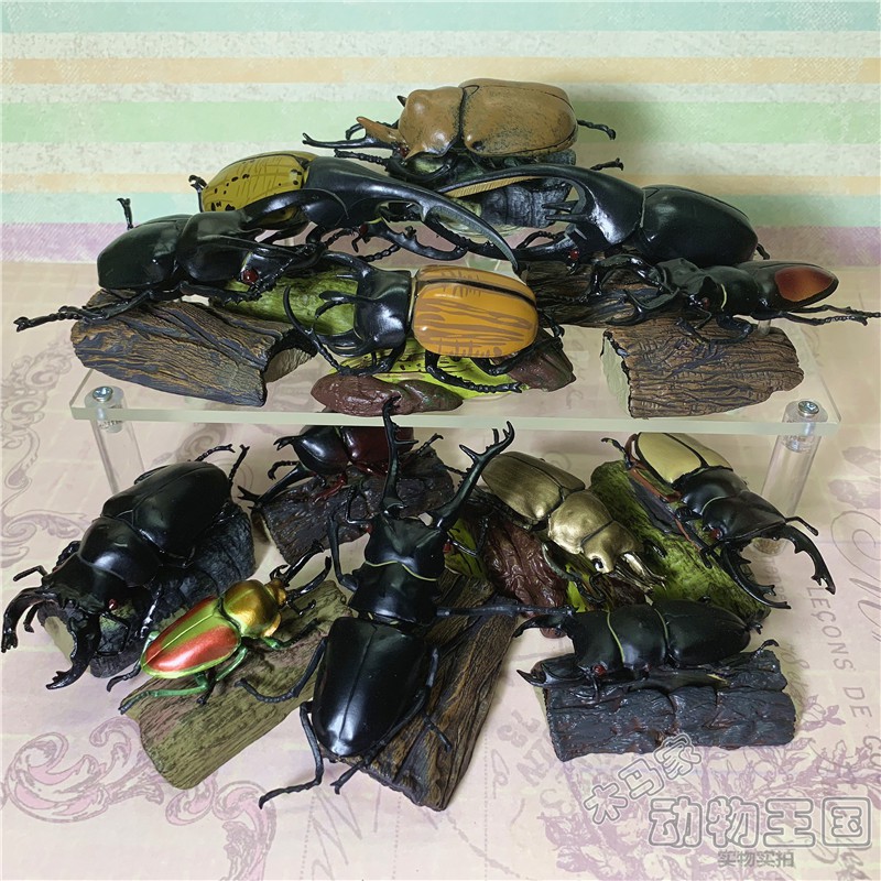 獨家日本扭蛋colorata蝴蝶社鍬甲昆蟲甲蟲鍬形蟲兜蟲仿真動物模型海外發貨 蝦皮購物