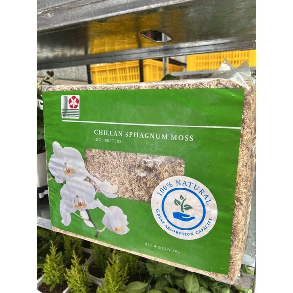 智利水苔（1公斤）觀葉植物、鹿角蕨用