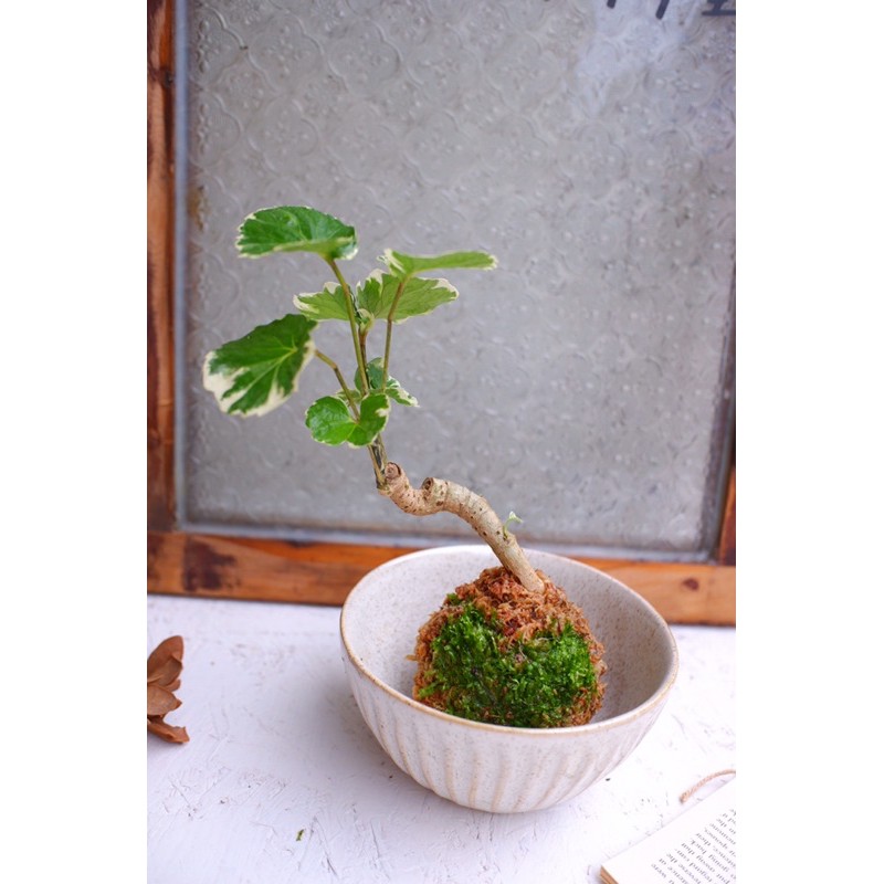 苔球苔玉植物植栽斑葉福祿桐觀葉植物療癒小物室內植物 蝦皮購物