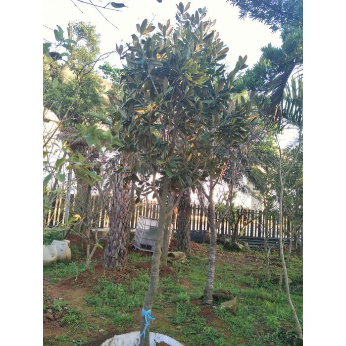 元茂園藝十年木蓮樹工程用 開價不含運費及種植工資 蝦皮購物