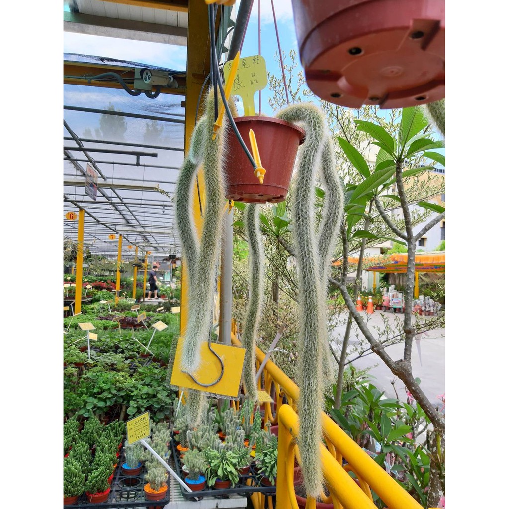 花花世界 多肉植物 猴尾柱 九尾狐 仙人掌 Tp 蝦皮購物