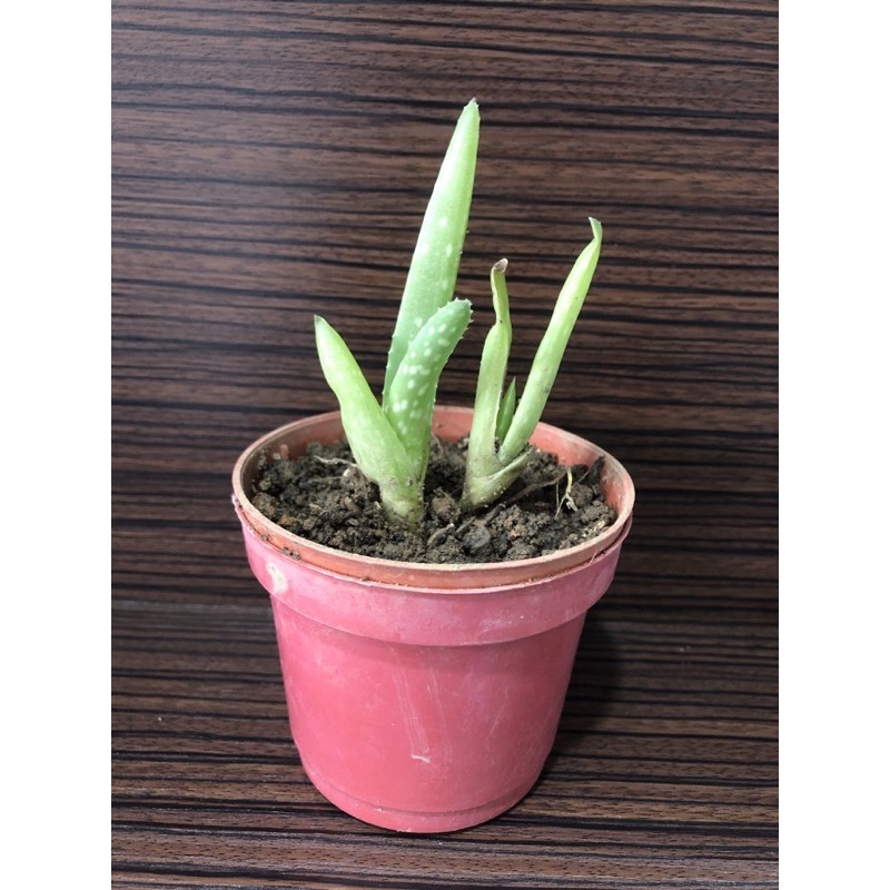 食用植物蘆薈多肉植物 蝦皮購物