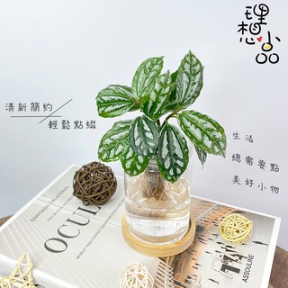 水耕植物 園藝植作優惠推薦 居家生活21年11月 蝦皮購物台灣