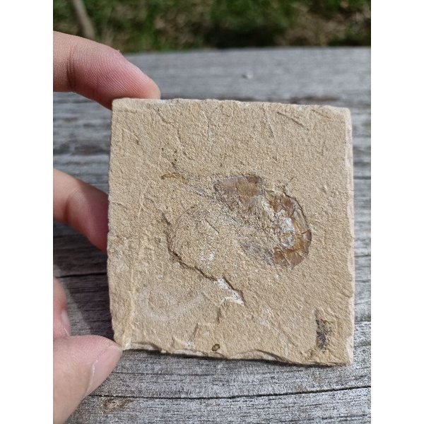 [程石] 黎巴嫩 果蝦與鰻魚化石