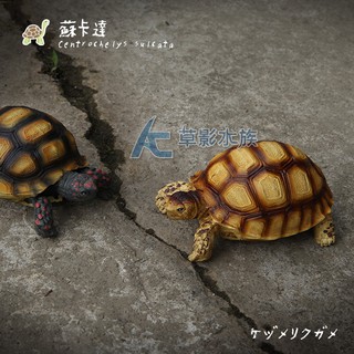 【AC草影】重彩系列 蘇卡達【一個】模型 陸龜 公仔