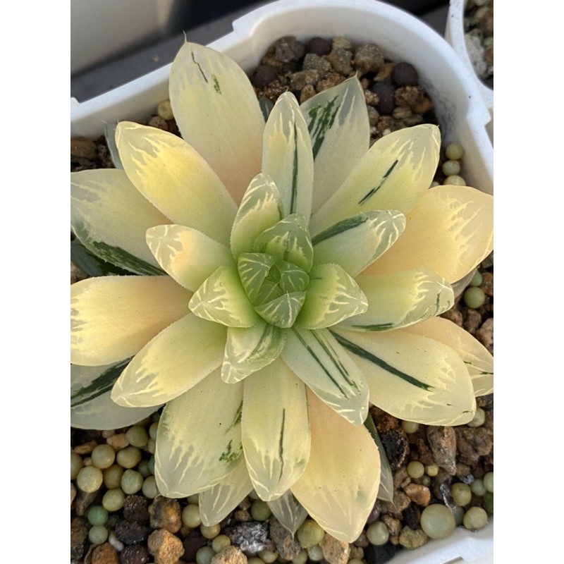 Haworthia ハオルチア花火オブツーサ錦 蝦皮購物