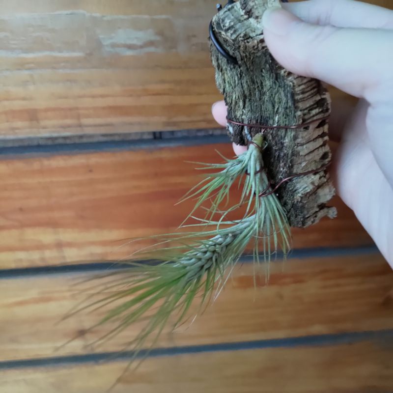 空氣鳳梨 小狐尾 Tillandsia funckiana 大顆植樹皮 帶一小芽售照片這顆