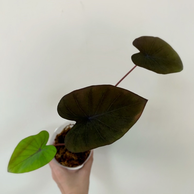 黑魔法水芋 / 黑葉芋 / 一物一拍