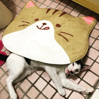 Bjd里親 小寵 鳥方跳鼠 蝦皮購物