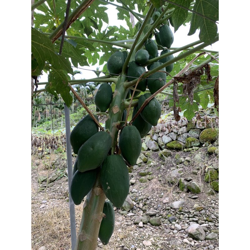 信義鄉高山自產青木瓜 蝦皮購物