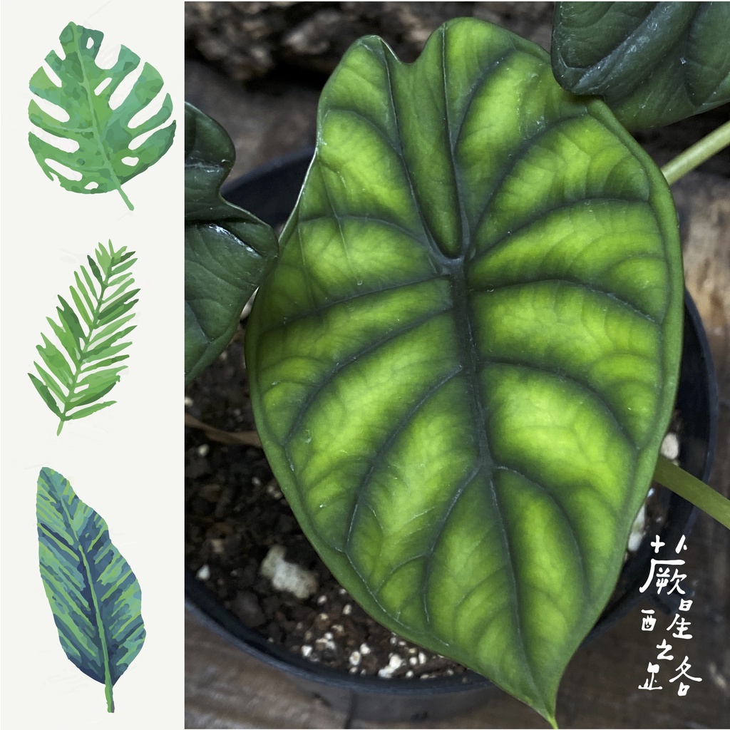 「蕨醒之路」龍麟觀音蓮Alocasia baginda “ Dragon Scale “觀葉植物 雨林植物