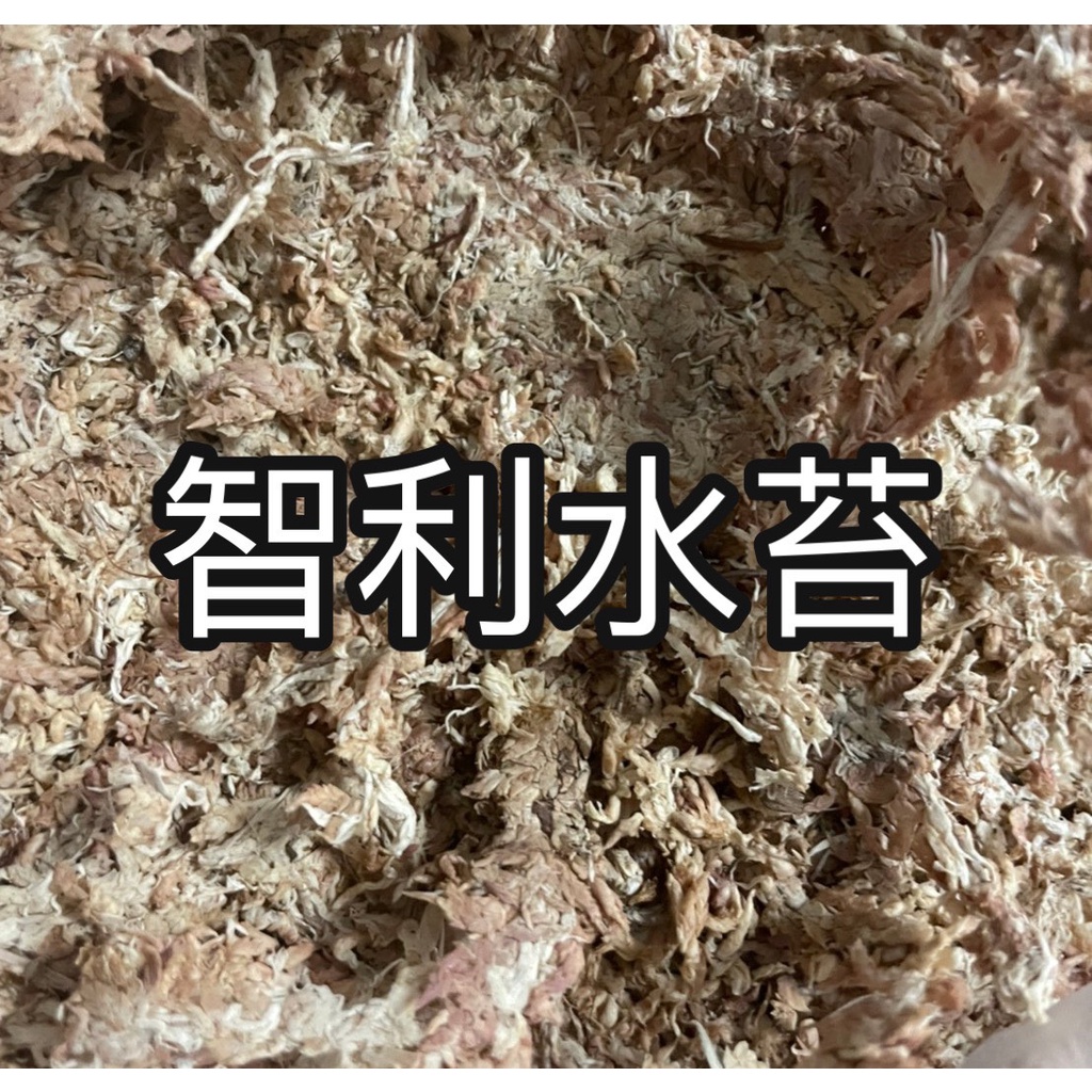 乾燥水苔 Ptt Dcard討論與高評價網拍商品 21年9月 飛比價格