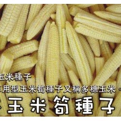 【全館590免運】日本玉米筍種子~量販包 約500粒