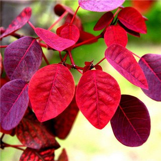 菜東鮮花園藝 黃栌種子紅葉黃栌種子紅栌種子黃道栌香山黃栌樹種子金葉黃栌 蝦皮購物