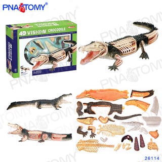 ♥❤4D MASTER鱷魚模型揚子鱷解剖內臟骨骼拼裝可拆模型禮品裝飾26114