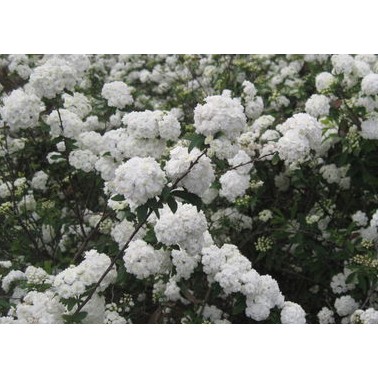 麻葉繡球 小毛毬 5吋 觀花植物 綠化植物 綠籬植物 5吋盆 高度約 30 Cm 蝦皮購物