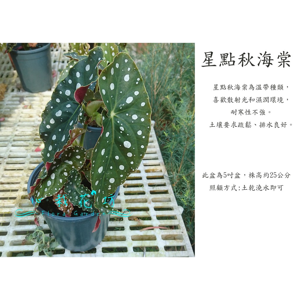 心栽花坊 星點秋海棠 星點海棠 5吋 觀花植物 售價1特價100 蝦皮購物