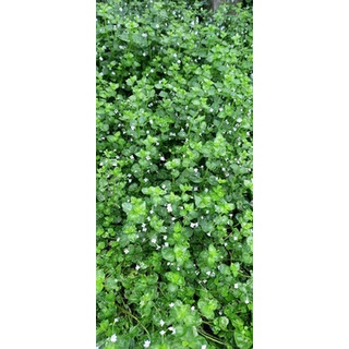 心葉水薄荷種子 園藝植作優惠推薦 居家生活22年10月 蝦皮購物台灣