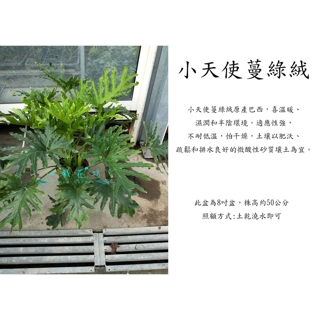 心栽花坊-小天使蔓綠絨/8吋/觀葉植物/室內植物/綠化植物/售價600特價500