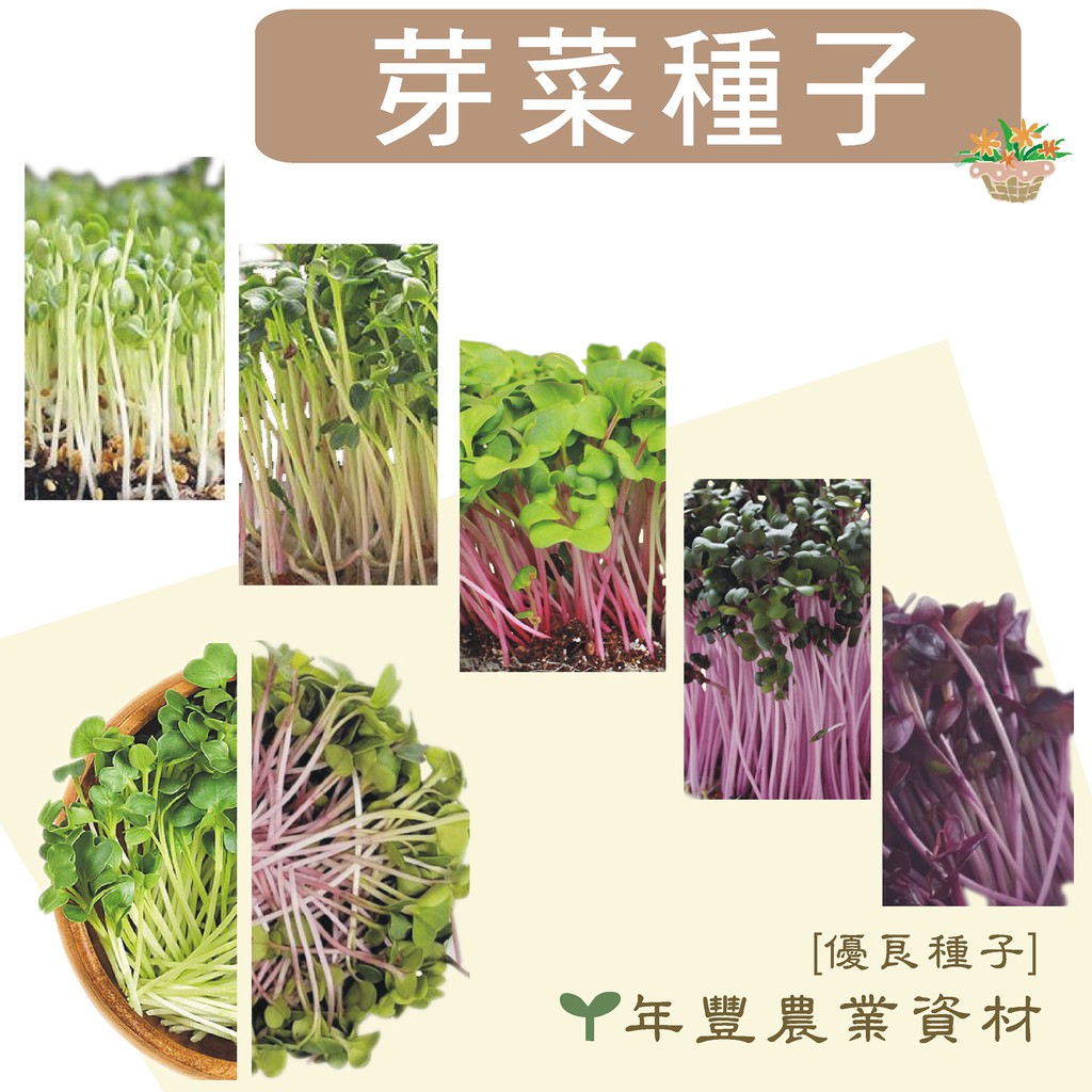 [優良種子] 芽菜種子, 非基改無毒種子, 水耕 青花椰菜/紫.紅.粉.青蘿蔔/苜蓿芽