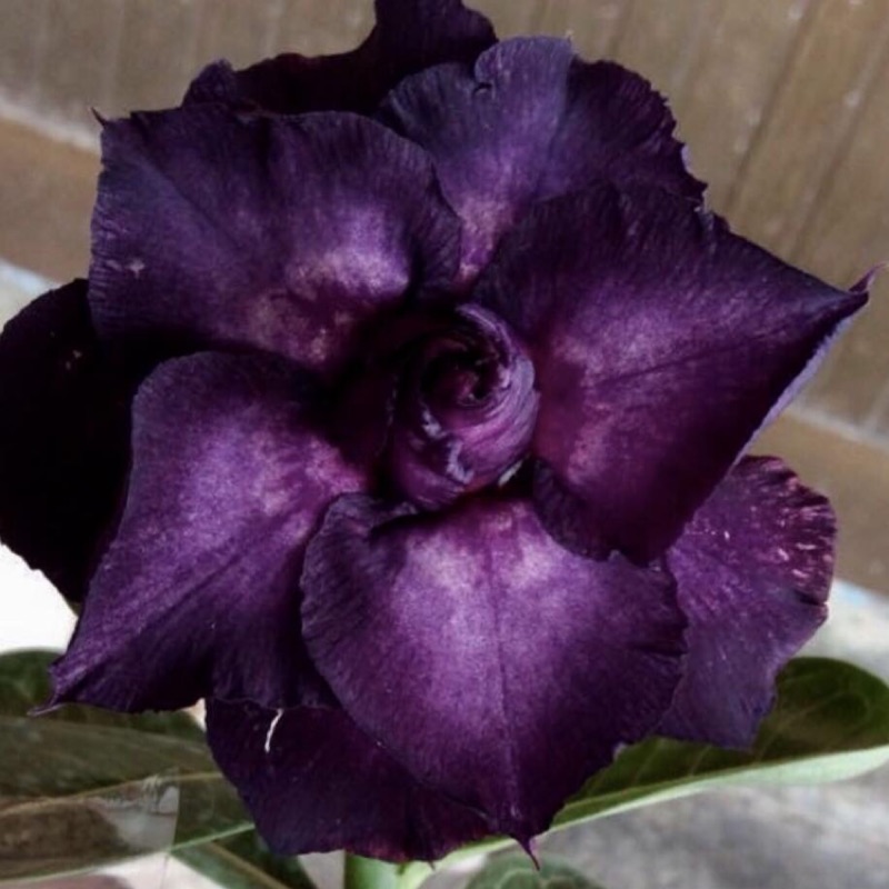 紫琉璃沙漠玫瑰 花夢坊 神祕紫色富貴花風水花 蝦皮購物