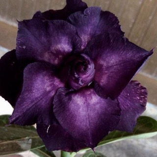 🐿💜紫琉璃 🫐沙漠玫瑰🌹花夢坊🌹神祕紫色、富貴花、風水花 裸根寄出