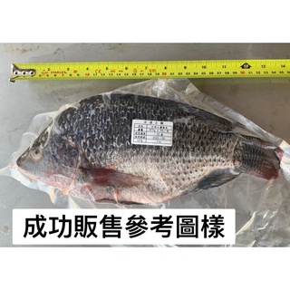 台灣鯛魚、現殺活魚、吳郭魚