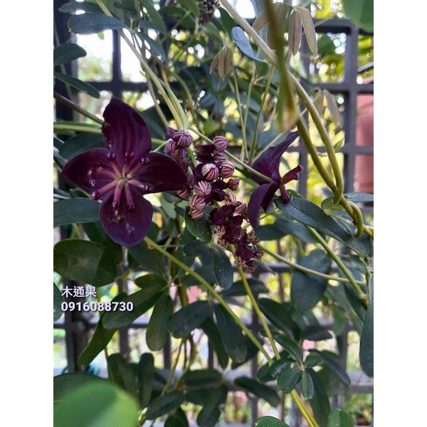 頂上花藝 木通果世界十大珍奇水果 蝦皮購物